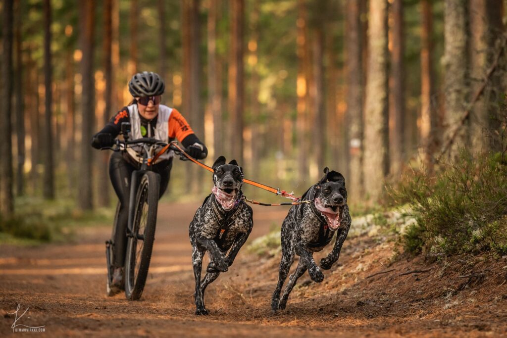 kaksi koiraa juoksee lujaa pyörän edessä