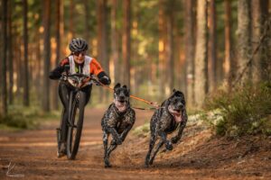 kaksi koiraa juoksee lujaa pyörän edessä