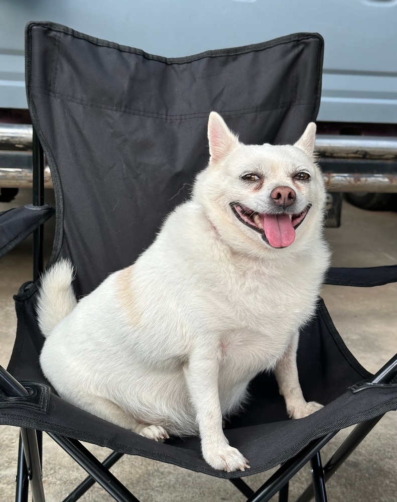 ylilihava pieni koira istuu retkituolilla