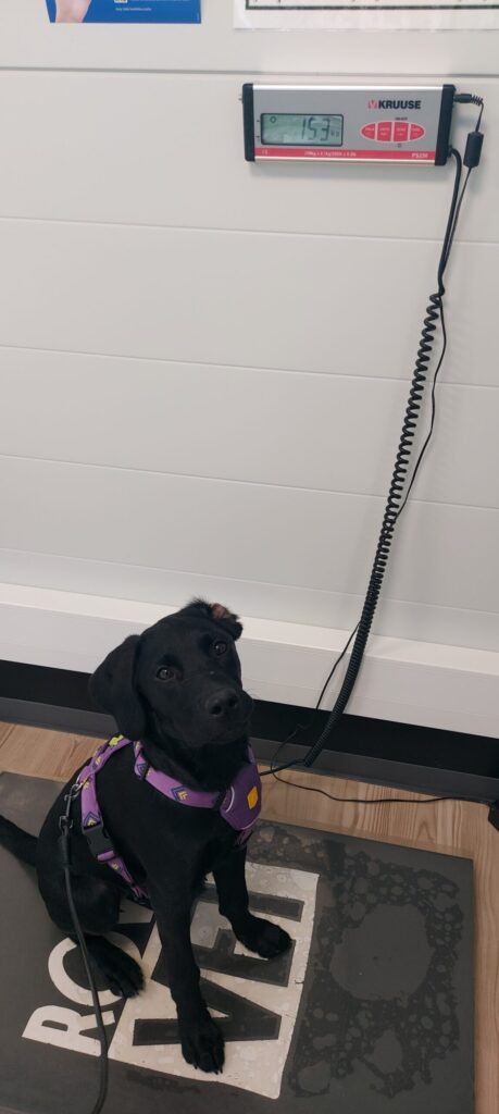 koiranpentu puntarilla