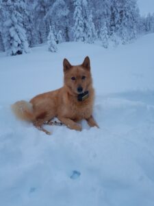 Suomenpystykorva makaa lumessa