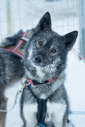 huskykoira katsoo kameraan